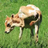 Cielęta przeznaczone na sprzedaż – wiek, masa i zdrowie jako kluczowe kryteria