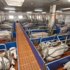Karta lochy: klucz do efektywnego zarządzania hodowlą świń