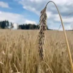 Jaki nawóz pod żyto ozime, aby uniknąć problemów z plonami?