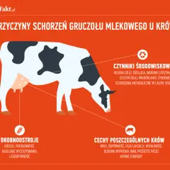 Mastitis - co to jest? Objawy i przyczyny zapalenia piersi