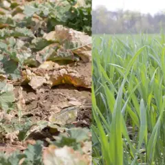 Czy rzepak to zboże? Odkryj zaskakujące różnice botaniczne