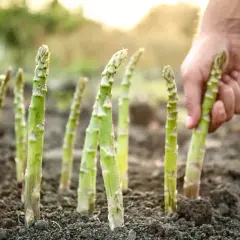 Jak rośnie szparag? Przewodnik po uprawie i pielęgnacji dla ogrodników