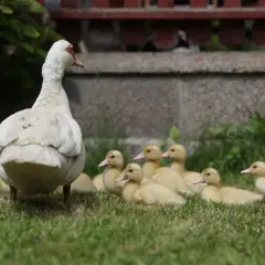 Ile kosztuje kaczka domowa? Poznaj aktualne ceny na rynku