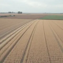 Jakie są aktualne dopłaty do ugoru? Co zmieniają nowe przepisy?