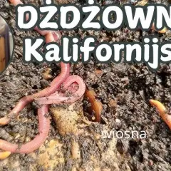 Rozmnażanie dżdżownic: Skuteczne metody hodowli i rozmnażania dżdżownic