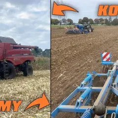 Koszenie kukurydzy: Jak prawidłowo przeprowadzić ten zabieg na polu?
