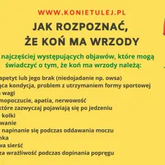 Objawy wrzodów u konia: 5 kluczowych sygnałów ostrzegawczych