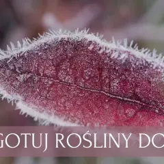 Jaki nawóz na zimę? Sprawdź, jak skutecznie przygotować rośliny