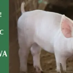 Plan bezpieczeństwa biologicznego: Ochrona hodowli świń krok po kroku