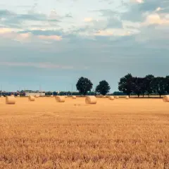 Jakie są najnowsze trendy w sprzedaży pszenicy? Analiza GUS