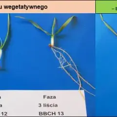 Fazy rozwojowe pszenicy ozimej: klucz do wysokich plonów