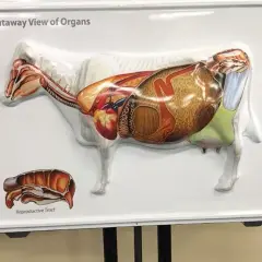Kompleksowa budowa anatomiczna krowy: poznaj tajniki jej organizmu