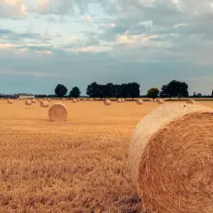 Żniwa: Analiza plonów i warunków w ostatnich latach – co się zmieniło?