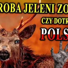 Zombie sarny: Co to jest, jakie są przyczyny i jak radzić sobie z problemem?