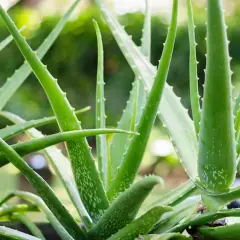 Jak uprawiać aloes: unikaj najczęstszych błędów w pielęgnacji