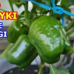 Jak uprawiać paprykę w doniczce - proste sposoby na obfite plony