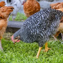 Czy kury trzeba rejestrować? Kluczowe informacje