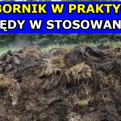 Ile obornika na hektar pod zboża: uniknij błędów w nawożeniu