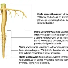 Stożek wzrostu korzenia: Wygląd, funkcje i znaczenie w rozwoju roślin