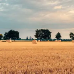 Ceny hektara ziemi: Co musisz wiedzieć przed zakupem i jakie są obecne ceny?
