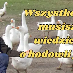 Przydomowa hodowla gęsi - praktyczny poradnik dla początkujących rolników