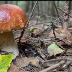 Jak skutecznie rozpoznawać grzyby? Najnowsze informacje i porady