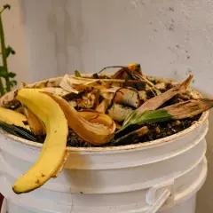 Jak zrobić nawóz z banana do storczyków, aby je wzmocnić i kwitły