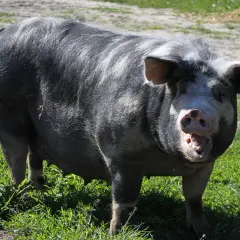 Świnia puławska: charakterystyka i zalety tradycyjnej polskiej rasy