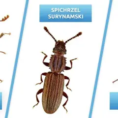 Szkodniki zbóż w magazynach: identyfikacja i skuteczne metody walki