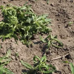 Chlopyralid: skuteczny herbicyd w uprawie buraków i nie tylko