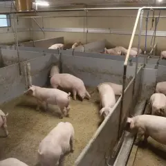 Jak rozpocząć hodowlę świń? Kompletny poradnik dla rolników