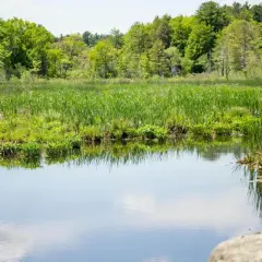 Staw 1000m2: Budowa, Zarządzanie i Ekologia - Kompleksowy Poradnik