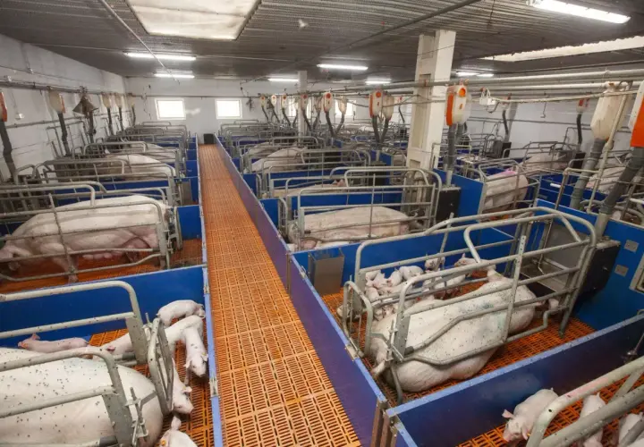 Karta lochy: klucz do efektywnego zarządzania hodowlą świń