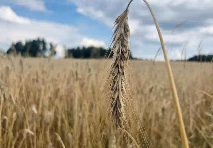 Jaki nawóz pod żyto ozime, aby uniknąć problemów z plonami?