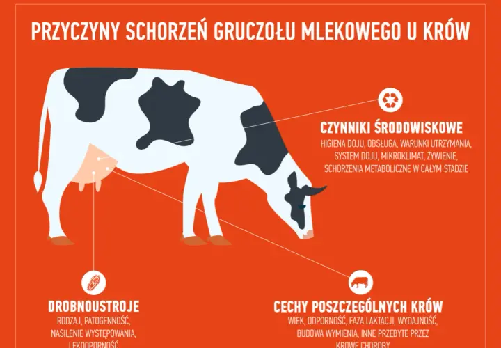 Mastitis - co to jest? Objawy i przyczyny zapalenia piersi
