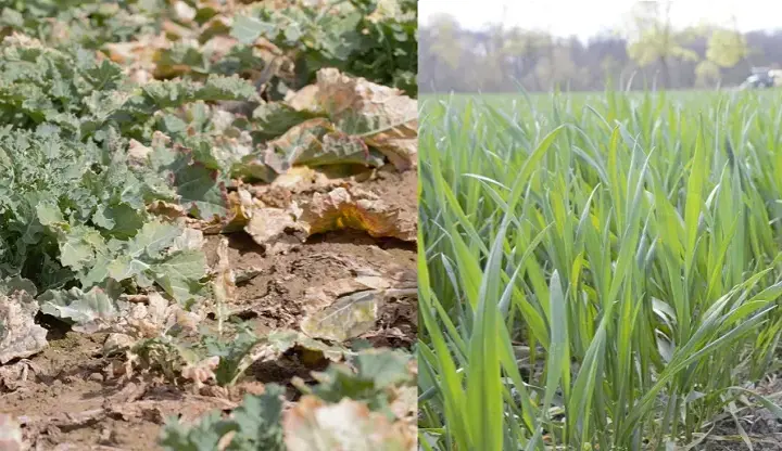 Czy rzepak to zboże? Odkryj zaskakujące różnice botaniczne
