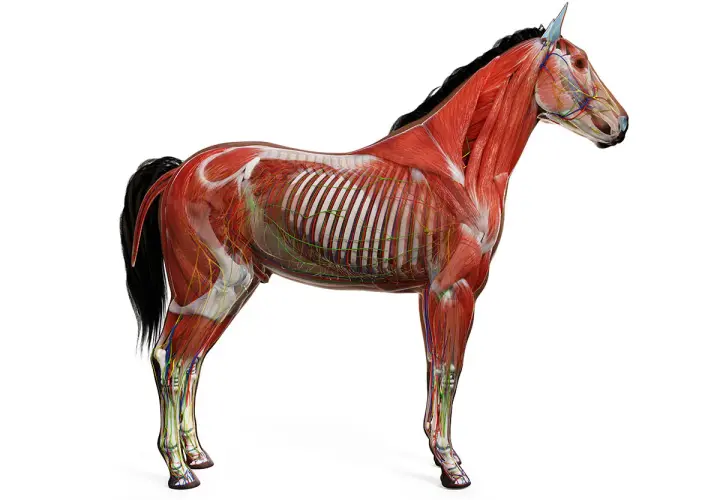 Poznaj wszystkie części konia - kompletny atlas budowy anatomicznej zwierząt