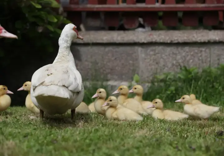 Ile kosztuje kaczka domowa? Poznaj aktualne ceny na rynku