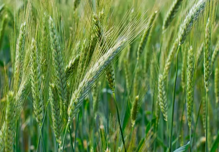 Dopłaty do materiału siewnego: Jakie są nowe zasady?