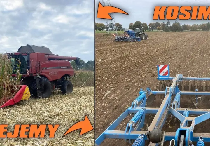 Koszenie kukurydzy: Jak prawidłowo przeprowadzić ten zabieg na polu?