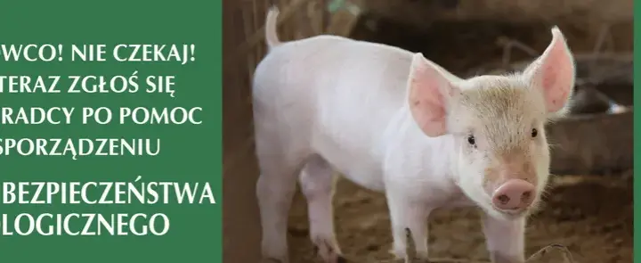 Plan bezpieczeństwa biologicznego: Ochrona hodowli świń krok po kroku