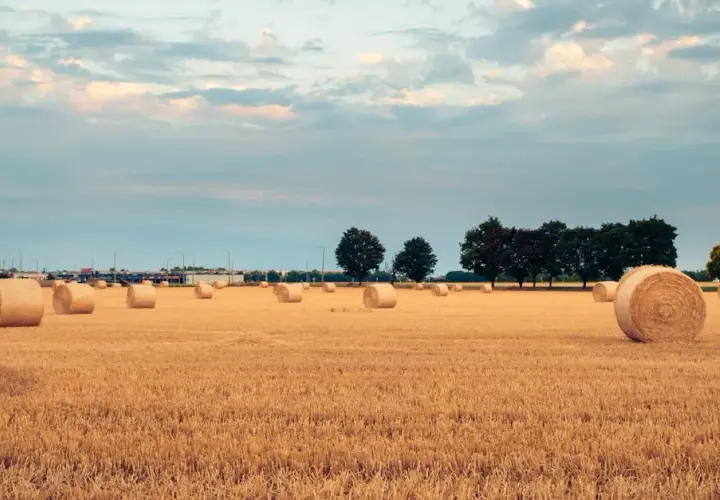 Jakie są najnowsze trendy w sprzedaży pszenicy? Analiza GUS