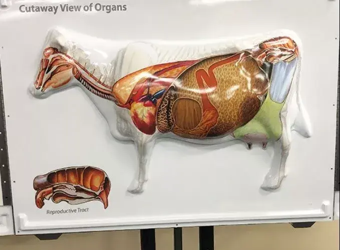 Kompleksowa budowa anatomiczna krowy: poznaj tajniki jej organizmu