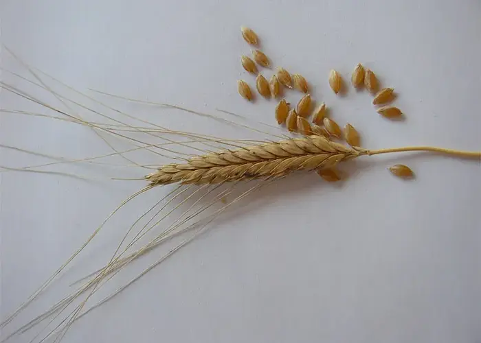 Samopsza - poznaj niezwykłe właściwości starożytnego superfoods z Polski