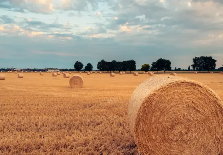 Żniwa: Analiza plonów i warunków w ostatnich latach – co się zmieniło?