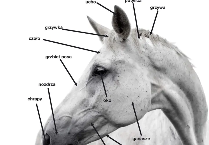 Nozdrza konia: Kluczowy element anatomii i oddychania wierzchowca