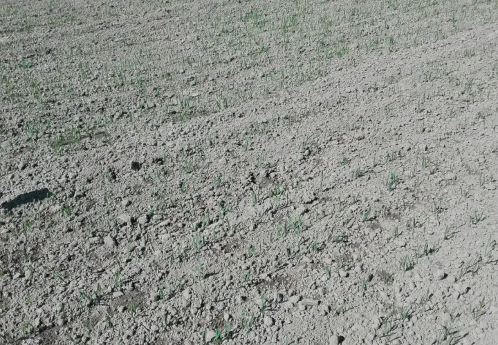 Jaki nawóz pod siew pszenicy jarej, aby uniknąć problemów z plonami?