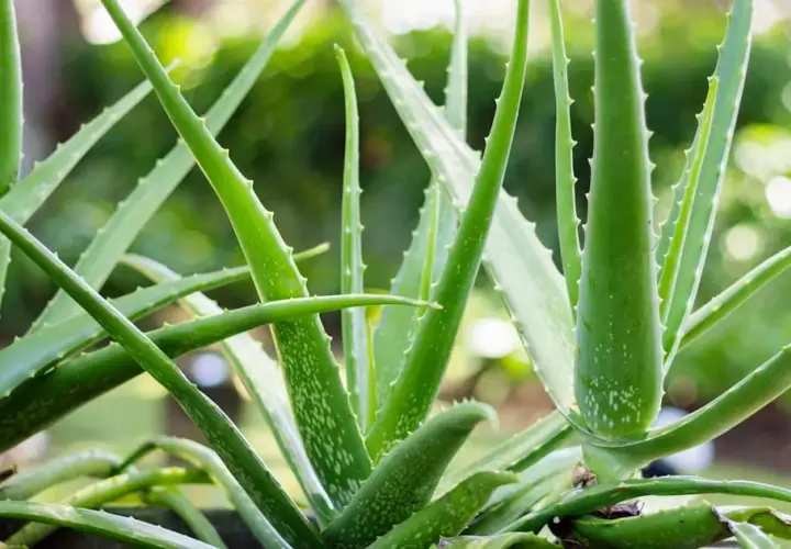 Jak uprawiać aloes: unikaj najczęstszych błędów w pielęgnacji