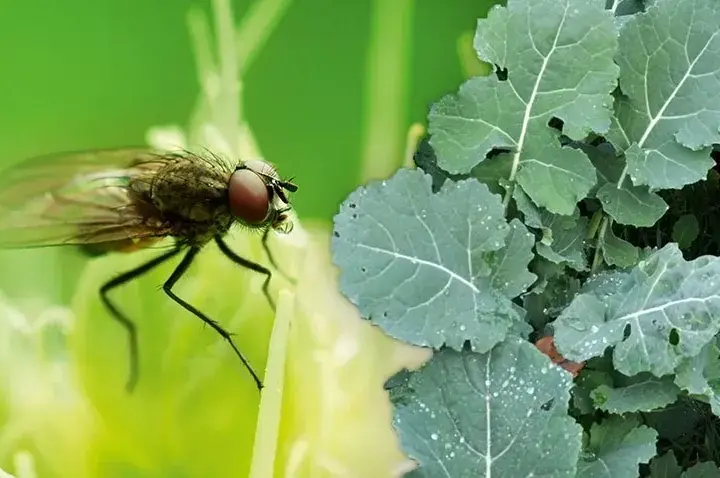 Skuteczne zwalczanie szkodników w rzepaku: metody i porady