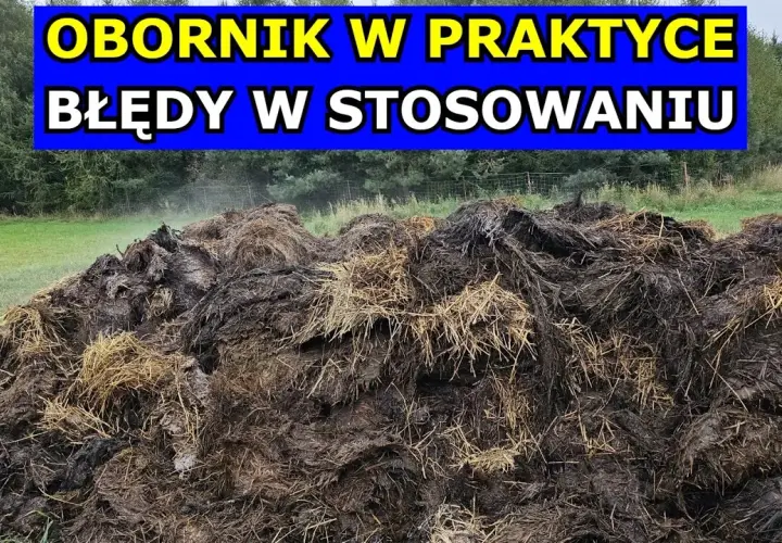 Ile obornika na hektar pod zboża: uniknij błędów w nawożeniu